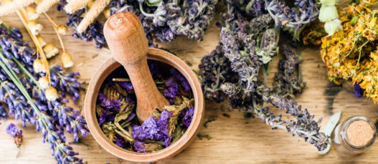 Plantes médicinales